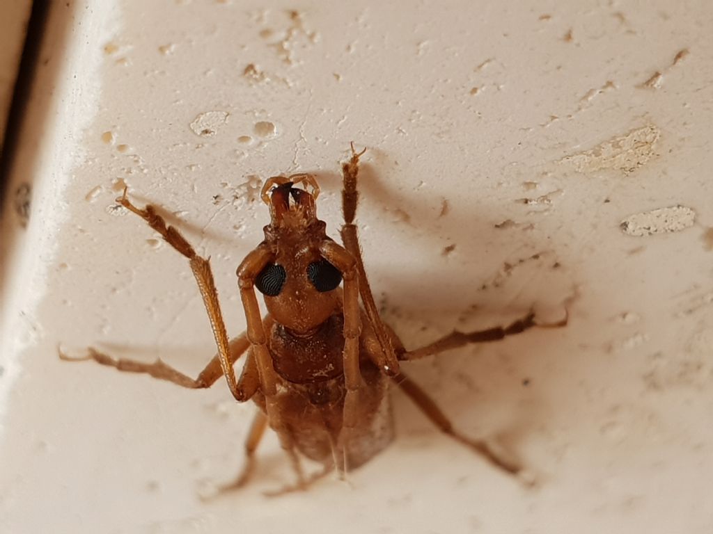 Vesperidae?  S, Vesperus luridus